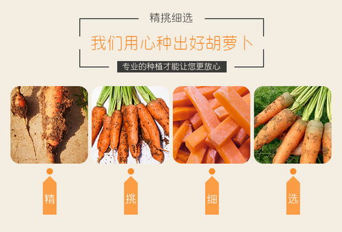 開封特產 新鮮現挖胡蘿卜，沙土孕育的甘甜滋味