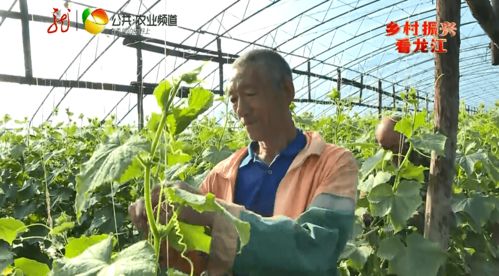 互聯網+本土新鮮蔬菜 送貨上門開啟零售新篇章，助力增收致富